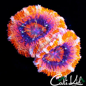 WHITE STRIPE ACAN LORD DOUBLE