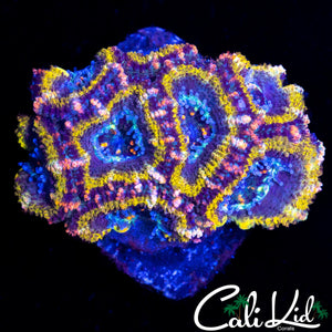 PINK SLICE ACAN MINI COLONY