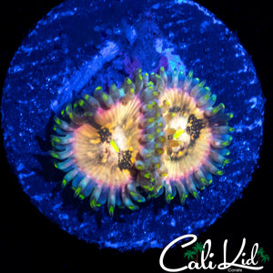 SOUR PUNCH ZOA DOUBLE
