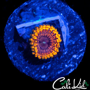 MYSTERY ZOA
