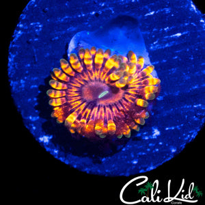 FLAMIN MOHICAN ZOA