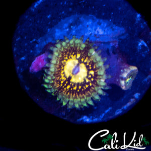 CK UNRELEASED ZOA DOUBLE