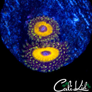 GOD BEAST ZOA DOUBLE