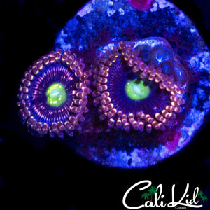 CK ANTI MATTER DOUBLE