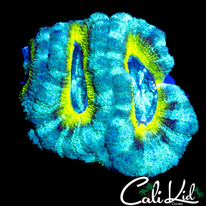 RARE ASIAN ACAN TRIPLE