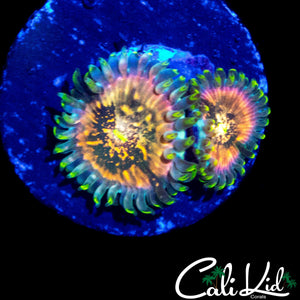 SOUR PUNCH ZOA DOUBLE