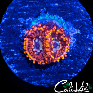 UTTER PEACE ZOA DOUBLE