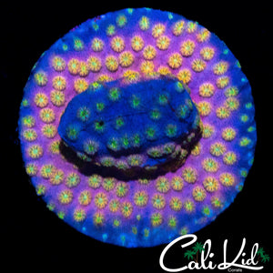 TRIX CYPHASTREA