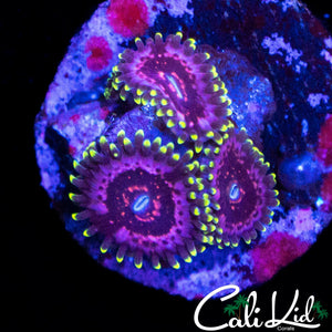 CK BLIMPIE ZOA TRIPLE