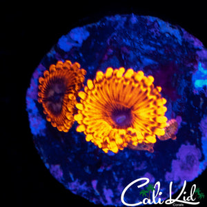 MYSTERY ZOA DOUBLE