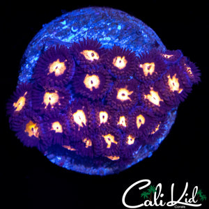 OWL EYE ZOA COLONY
