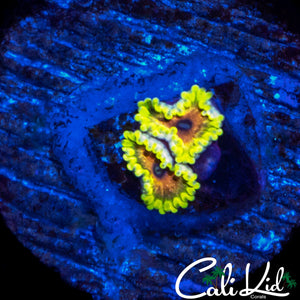 RARE MYSTERY ZOA DOUBLE