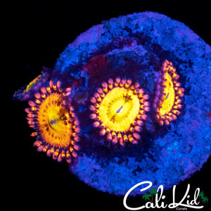 SAKURA SUNSET TYPE ZOA QUAD