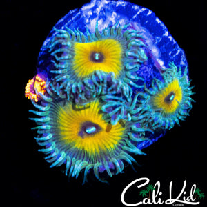 ASSORTED ZOAS