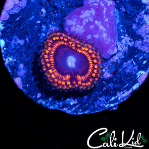 MYSTERY ZOA