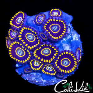 OG PURPLE HORNET MINI COLONY