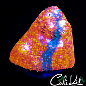 LIGHTNING BOLT CHALICE FRAG
