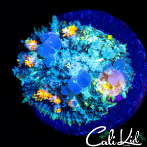CK CIRCUS BOUNCE MUSHROOM