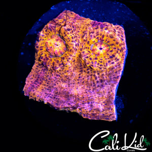 AUSSIE RAINBOW CHALICE FRAG