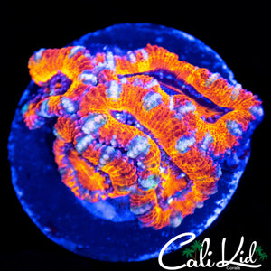 TONY THE TIGER ACAN QUAD