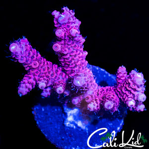 HYPER PINK MILLI CHUNK