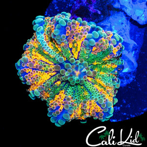 STUNNING RAINBOW BUBBLE YUMA