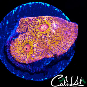 AUSSIE RAINBOW CHALICE FRAG