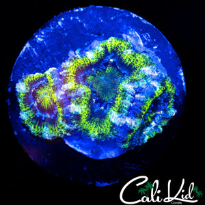 ULTRA ACAN TRIPLE