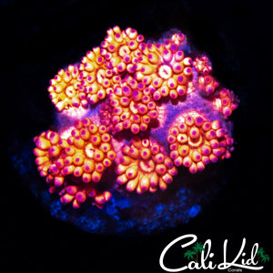 SUNBURST GONI