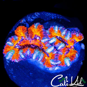 TONY THE TIGER ACAN DOUBLE