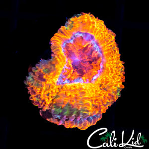 MYSTERY ACAN MORPH W/ BABY