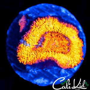 AMAZING BRIGHT ACAN W/ BABY