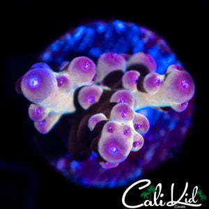 RAINBOW SMOOTH SKIN ACRO
