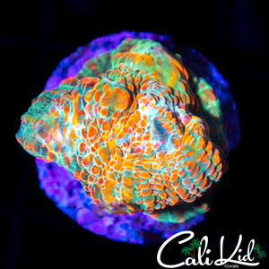 ULTRA CONVICT FRAG