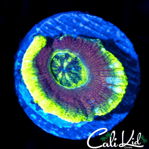 RARE ASIAN ACAN