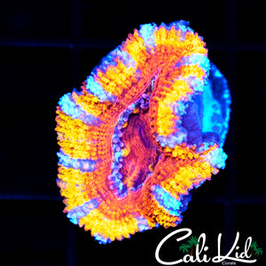 WHITE STRIPE RAINBOW ACAN
