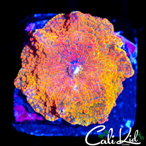 RAINBOW JAWBREAKER TYPE SHROOM
