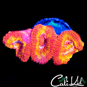 FLAMETHROWER ACAN TRIPLE
