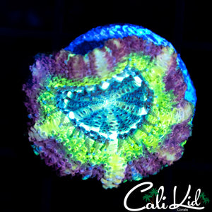 RAINBOW ASIAN ACAN