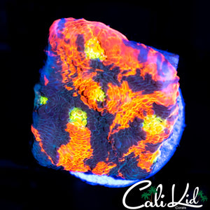 INDO RAINBOW EYE CHALICE