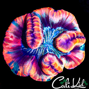 ULTIMATE RAINBOW TRACHY