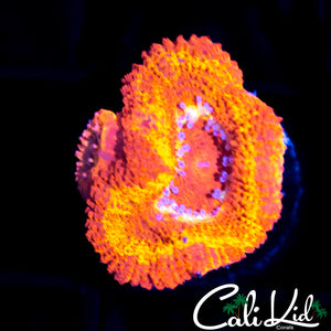 FLAMETHROWER ACAN DOUBLE