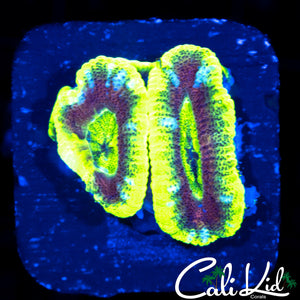 RARE ASIAN ACAN TRIPLE