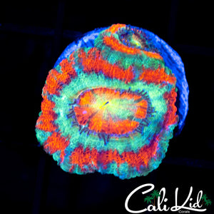 RAINBOW EYE ASIAN ACAN DOUBLE