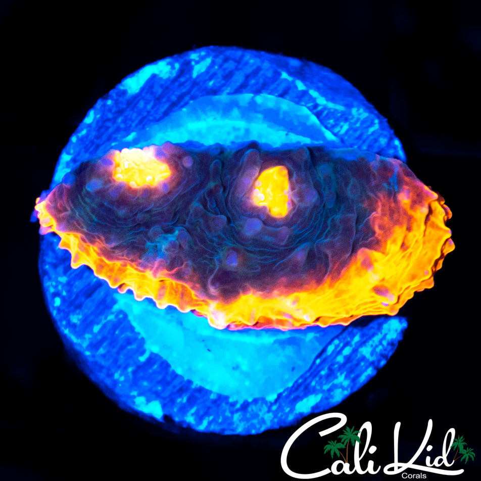 FLAMIN RIM CHALICE