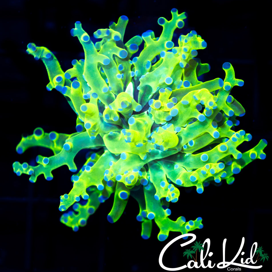 PURPLE / GREEN BRANCHING FROGSPAWN