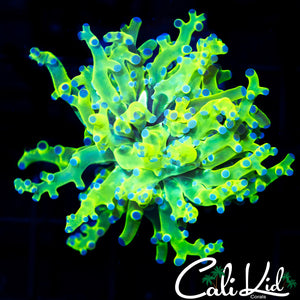 PURPLE / GREEN BRANCHING FROGSPAWN