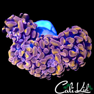 PURPLE / GOLD BRANCHING HAMMER TRIPLE