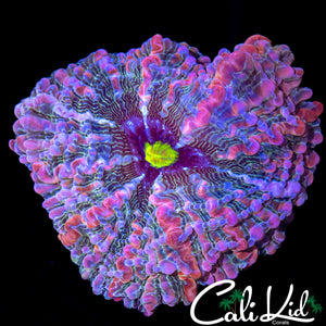 PINK BOT INDOPHYLLIA