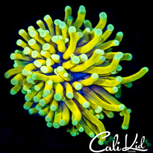 GOD TYPE TORCH MORPH